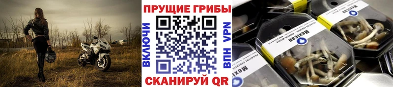 Галлюциногенные грибы мухоморы  где найти   Малгобек 